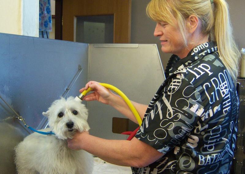 Animal Hospital of Howard Green Bay veterinarians